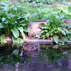 Sehr viele Teichanlagen im Zoo Heidelberg