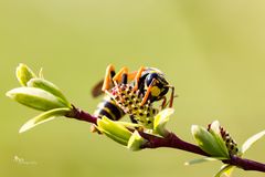 Sehr viele Wespen heuer !