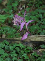 Sehr violette Stendelwurz