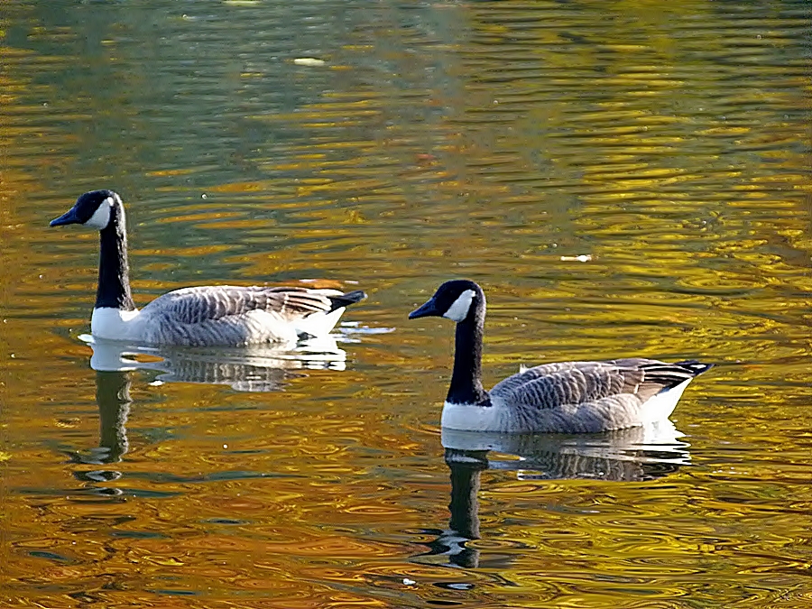 Sehr vornehm: Goldenes Wasser!