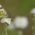 Sehr wahrscheinlich ein Resedafalter oder Reseda – Weißling 01