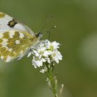 Sehr wahrscheinlich ein Resedafalter oder Reseda – Weißling 02