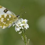 Sehr wahrscheinlich ein Resedafalter oder Reseda – Weißling 02