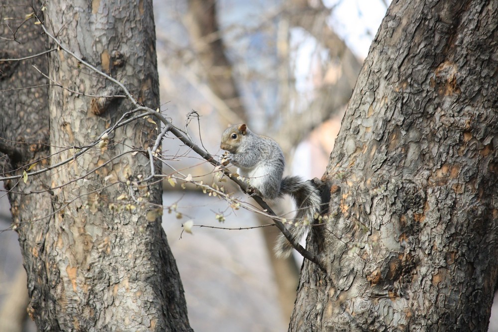 Sehr zutrauliche Eichhörnchen im Central Park, NYC