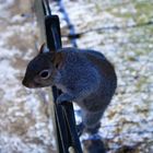 sehr zutraulische Eichörnchen