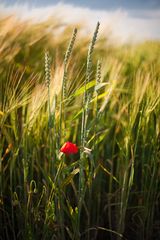 Seht! die Blumen des Feldes!