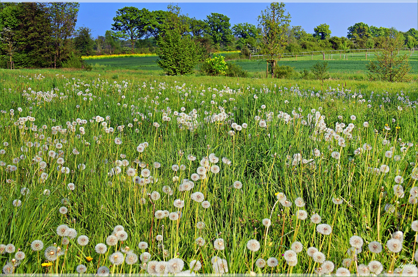 seht - die Wiesen . . . Foto & Bild | outdoor, natur, landschaft Bilder