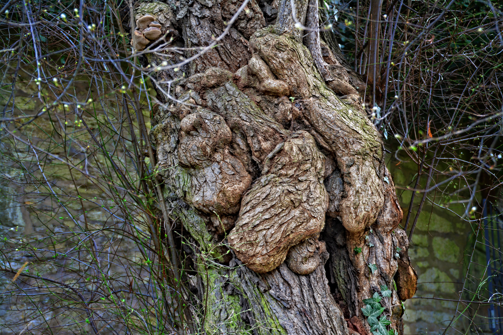 Seht ihr auch die Besucher am Baum?