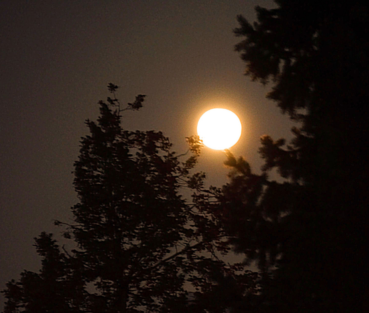 Seht ihr den Mond dort stehen ?...........