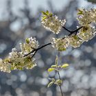 SEHTEST: Aufsteigende oder absteigende Linie?