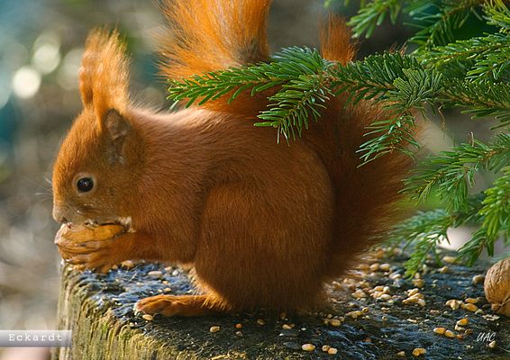 SEHVERGNUEGEN 25 0044