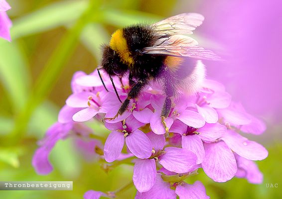 SEHVERGNUEGEN 26 132