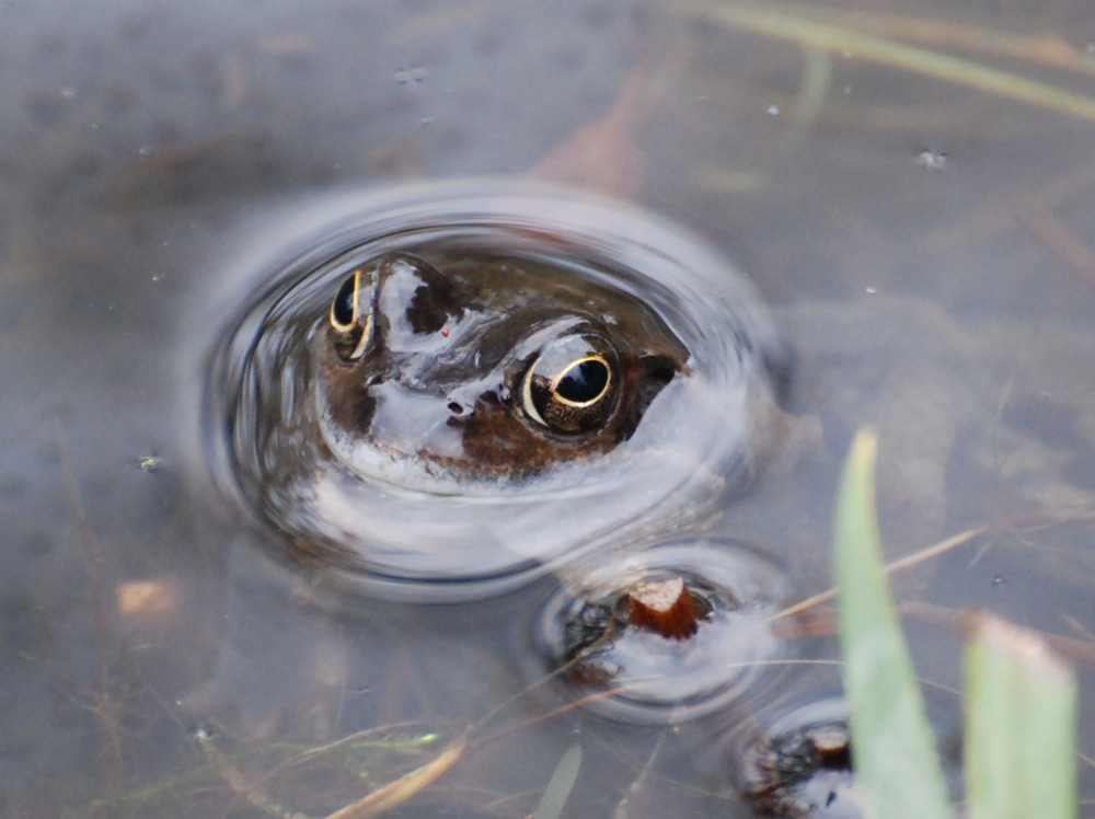 Sei doch ein Frosch