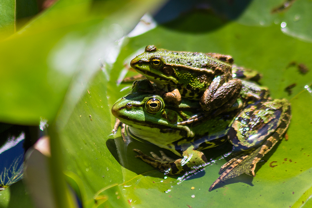 Sei doch kein Frosch