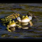 sei doch kein Frosch