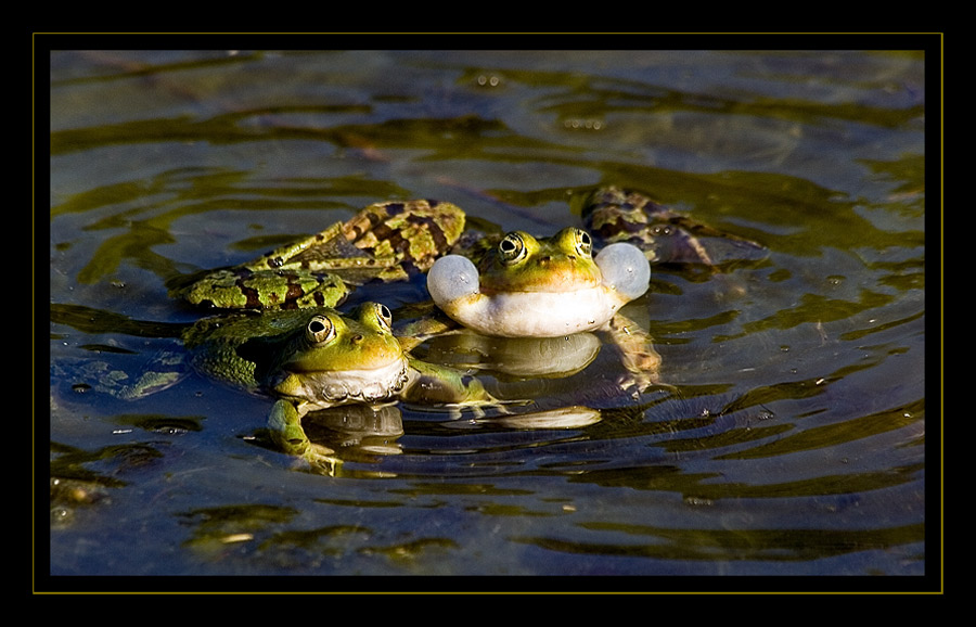 sei doch kein Frosch