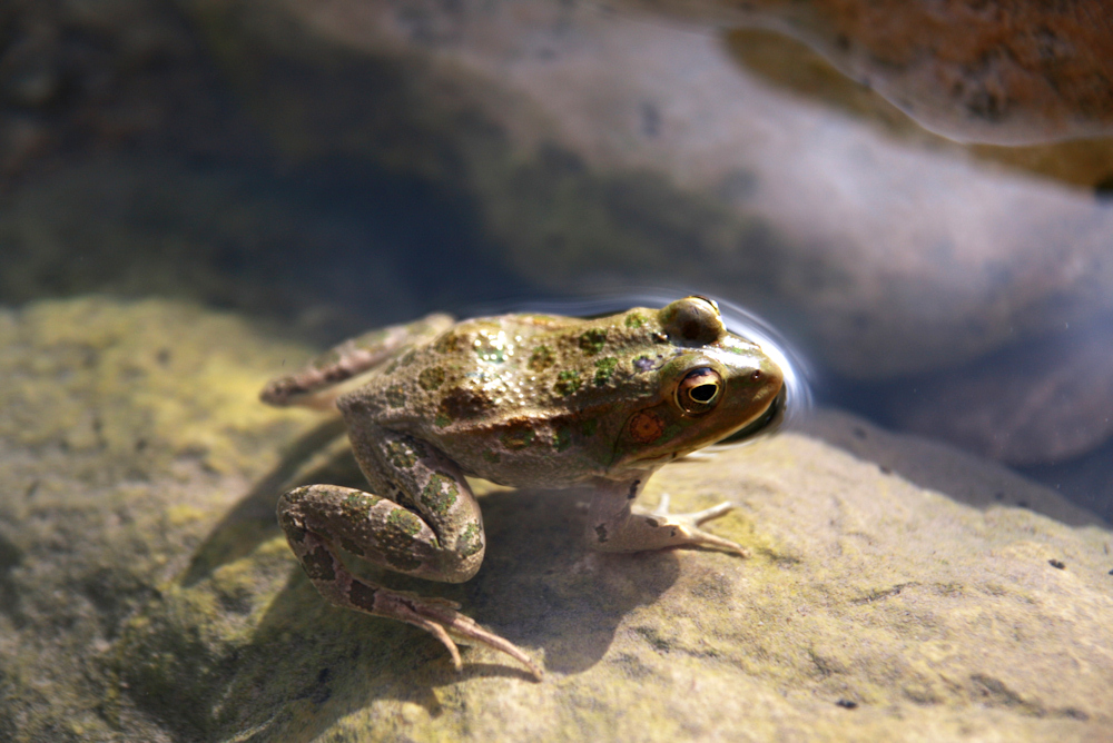 Sei doch kein Frosch