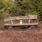 ...sei doch (k)ein Frosch!