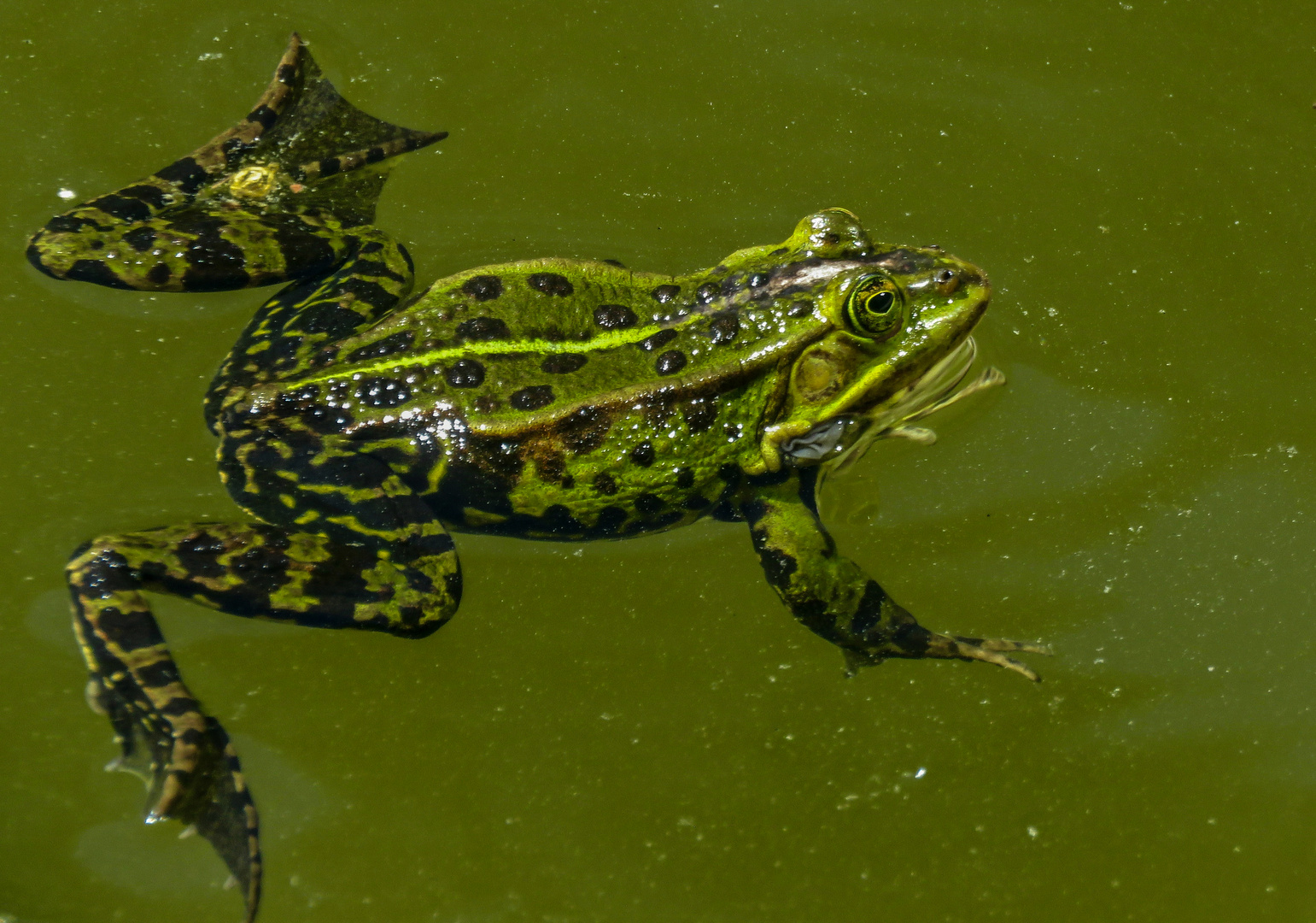 Sei ein Frosch...