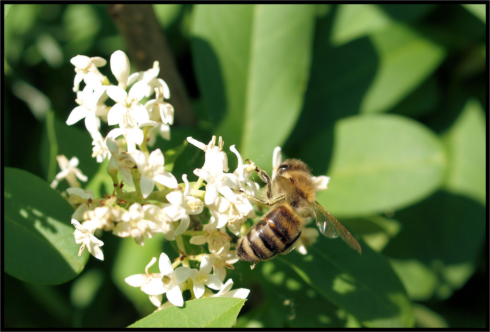 Sei fleißig wie ein Bienchen....