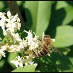 Sei fleißig wie ein Bienchen....