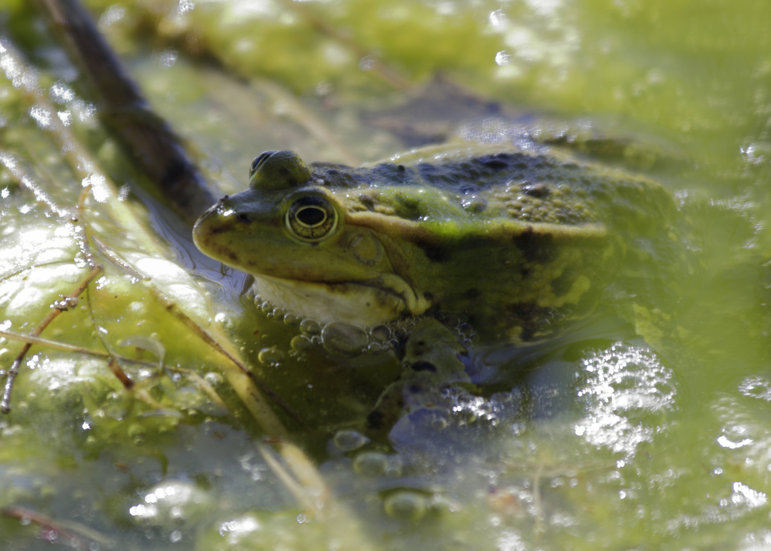 Sei kein Frosch 001