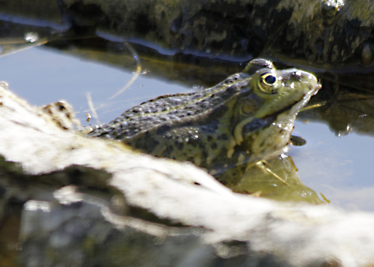 Sei kein Frosch 002