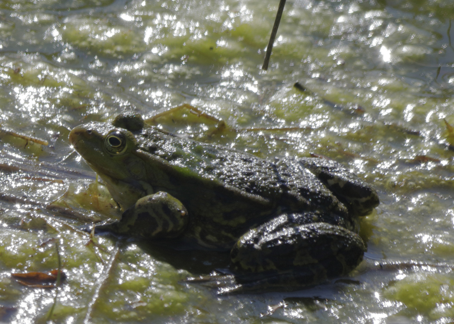 Sei kein Frosch 003