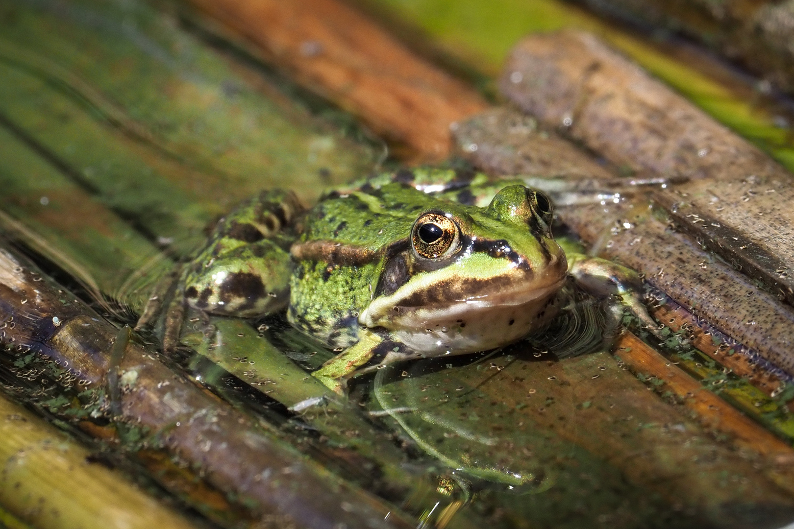 Sei kein Frosch