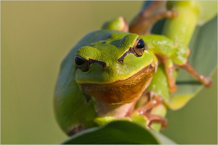 Sei kein Frosch...