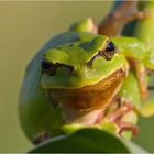 Sei kein Frosch...