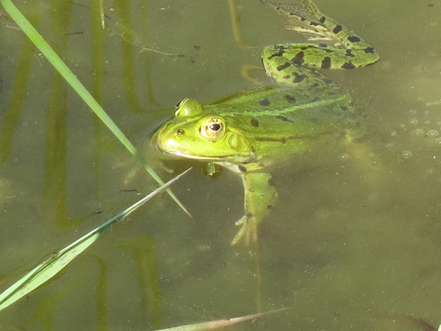 sei kein Frosch