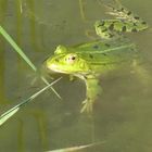 sei kein Frosch