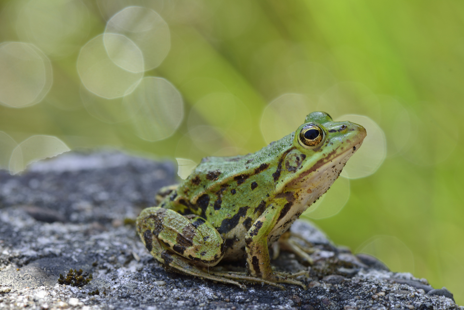 Sei kein Frosch