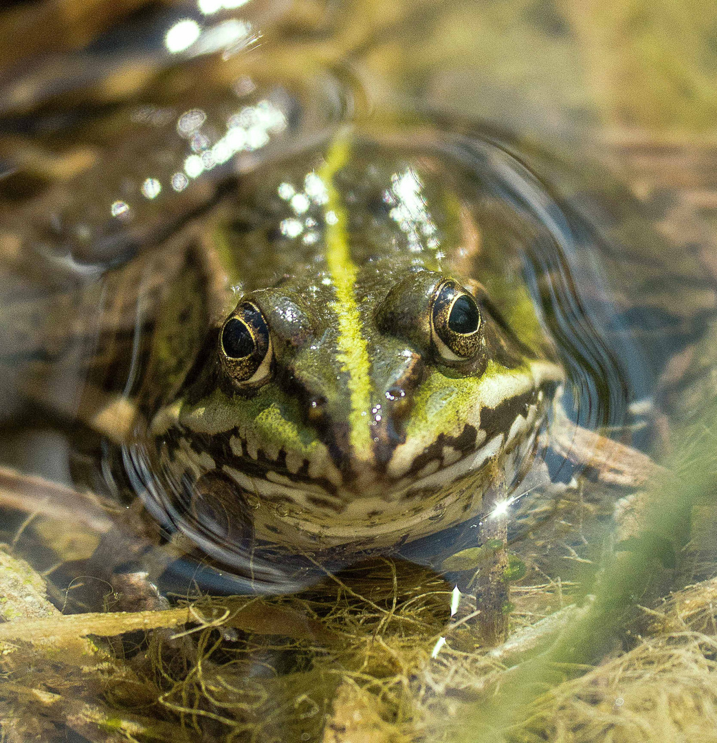 Sei kein Frosch ...