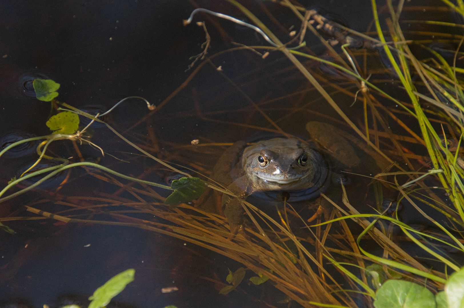 sei kein Frosch...