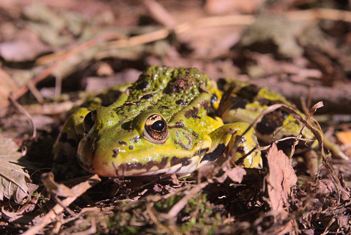 sei kein frosch...