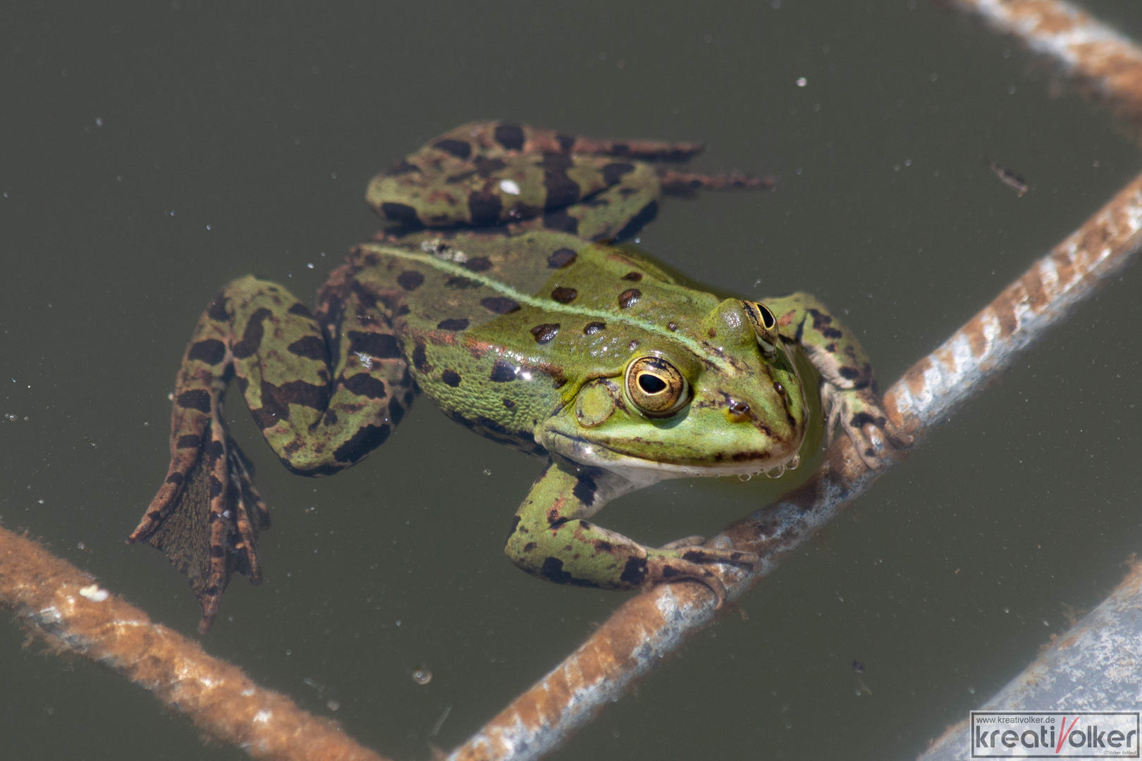 Sei kein Frosch