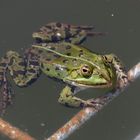 Sei kein Frosch