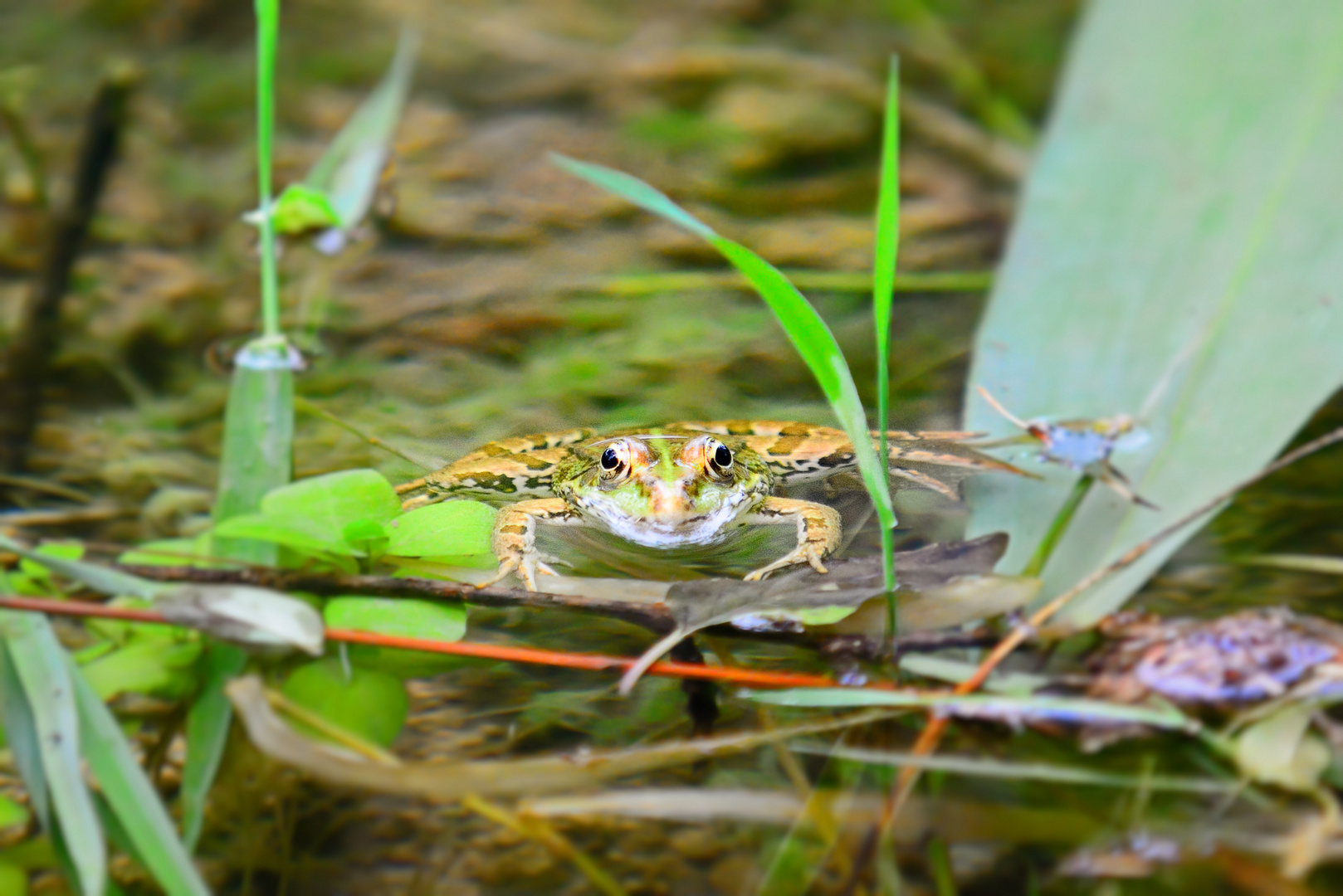 sei kein frosch...