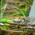 sei kein frosch...