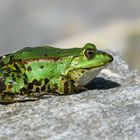 Sei kein Frosch