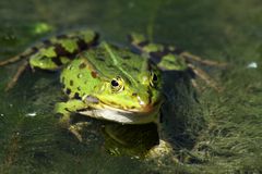 Sei kein Frosch!