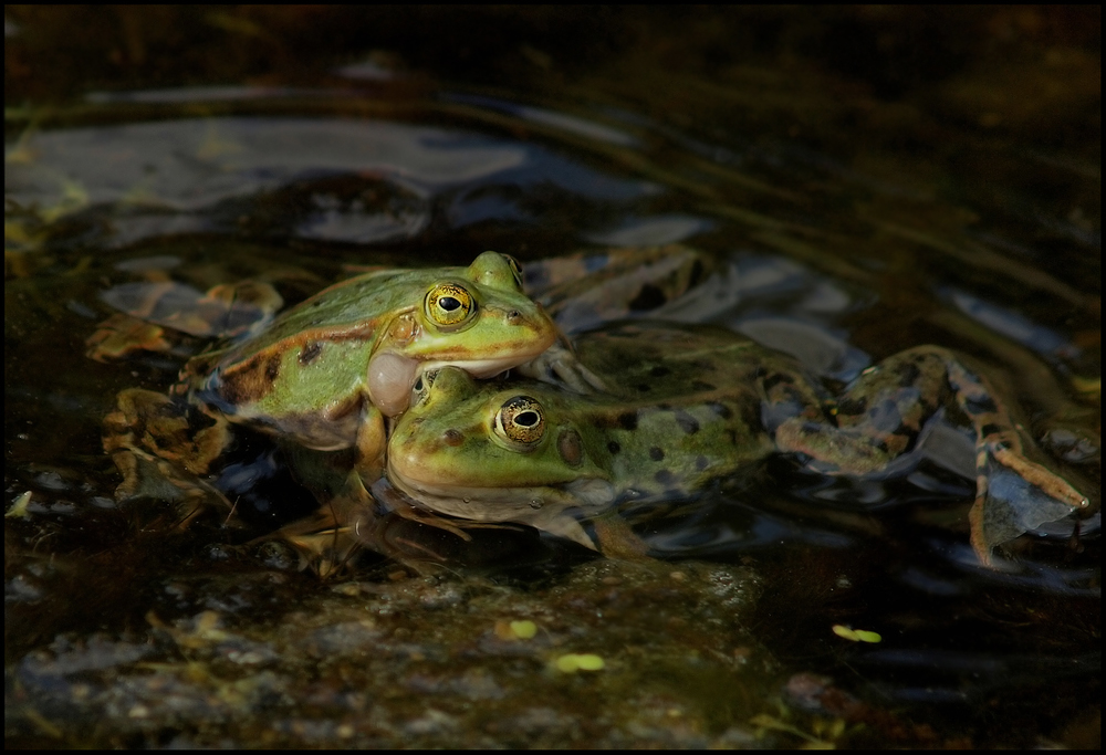 "Sei kein Frosch" ...