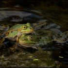 "Sei kein Frosch" ...