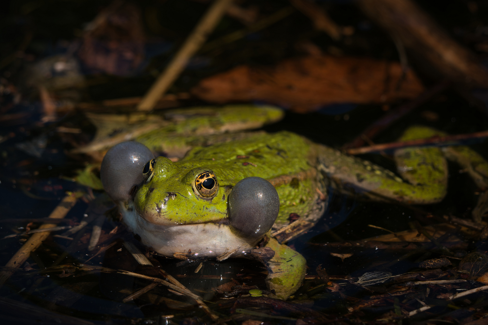 ..sei kein Frosch