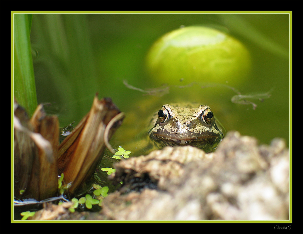 Sei kein Frosch...