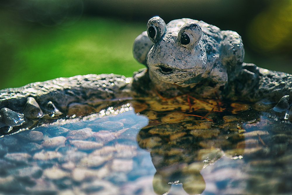 Sei kein Frosch