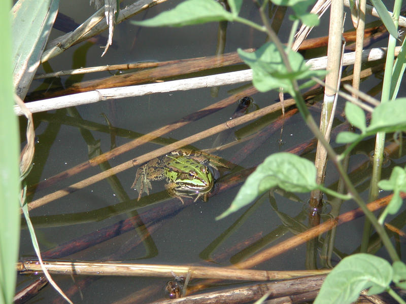 Sei kein Frosch!