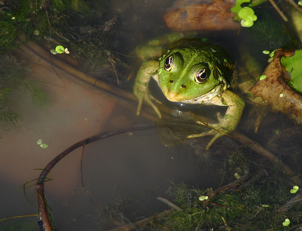 Sei kein Frosch